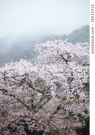 Mountain fog and cherry tree (vertical) 16611418