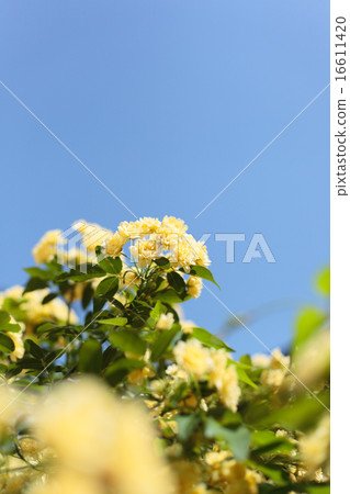 藍天和木香 16611420