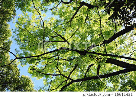 Transparent young leaves 16611421