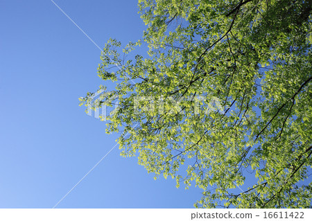 藍天和新鮮的綠色（側身） 16611422