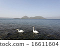 Toyako swan 16611604