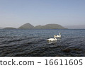 Toyako swan 16611605