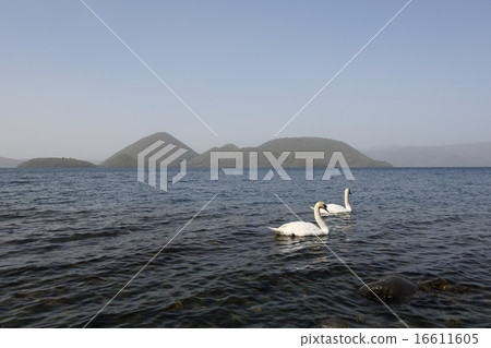 Toyako swan Toyako swan 16611605