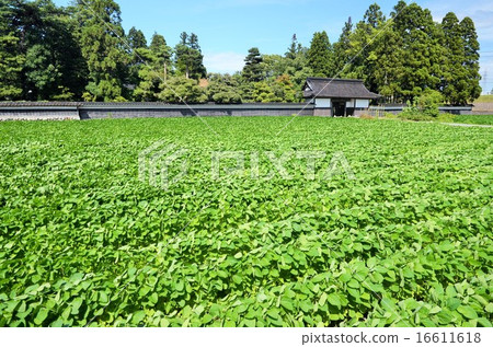 Soybean field and long farmer's fence Soybean field and long farmer's fence 16611618