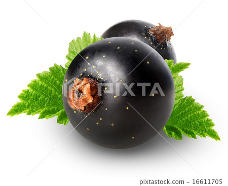 Black currant with leaves 16611705