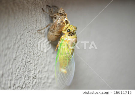 Emergence of stains 16611715