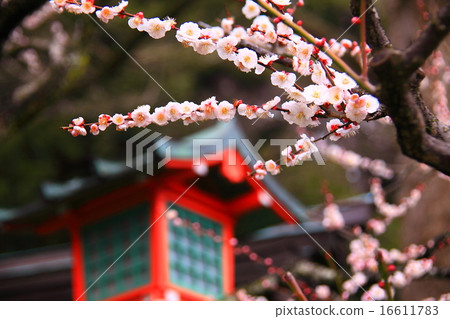 Egami天神公司的前門李子 16611783