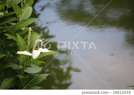 Half-summer student 16612038