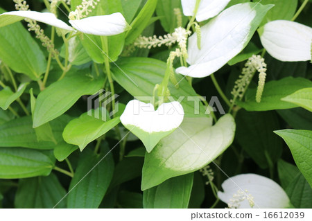 Half summer students 16612039