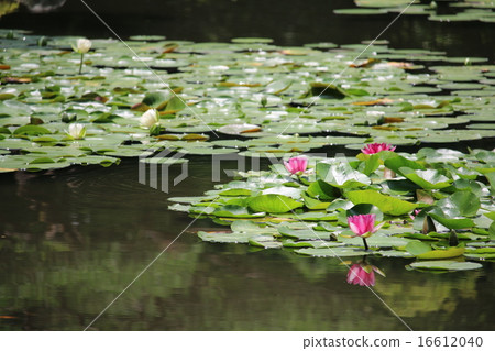 Water lily 16612040