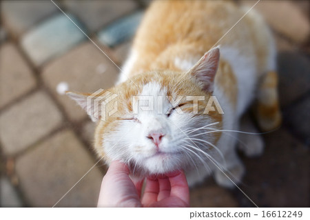 Cat Cat 16612249