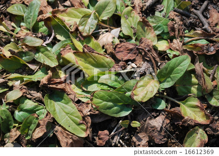 Rice Bogusa 16612369