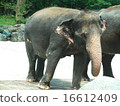 象 16612409