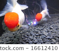 金魚 16612410