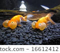 金魚 16612412