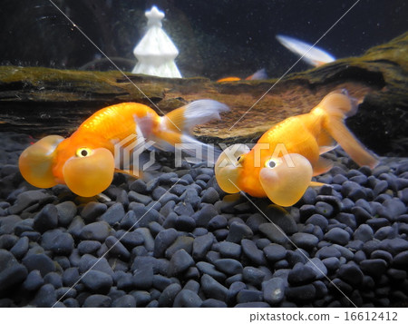 金魚 16612412