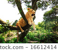 爬樹的獅子女性 16612414