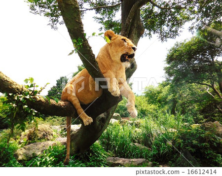 爬樹的獅子女性 16612414