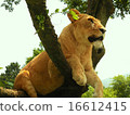 爬樹的獅子女性 16612415