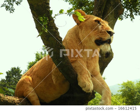 爬樹的獅子女性 16612415