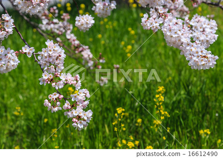 Cherry Blossom Cherry Blossom 16612490