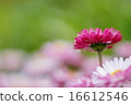 Daisies 16612546