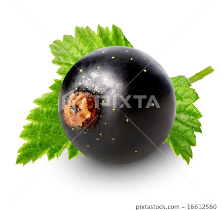 Berry of black currant 16612560