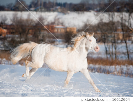 cremello welsh pony in winter field 16612604