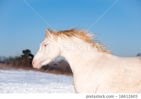 cremello welsh pony in winter field 16612605