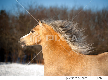 roan welsh mountain pony 16612606