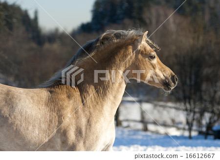 welsh mountain pony stallion welsh mountain pony stallion 16612667