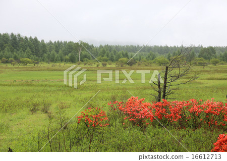 日光市栃木縣雨Odashihara 7月 16612713