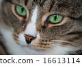 Green-eyed striped cat 16613114