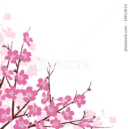 Branches with Pink Flowers Isolated on White Branches with Pink Flowers Isolated on White 16613619