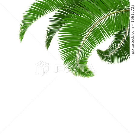 Green palm tree leaves isolated on white - Stock Illustration [16613722 ...
