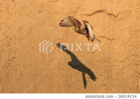 Common Kestrel 16614154