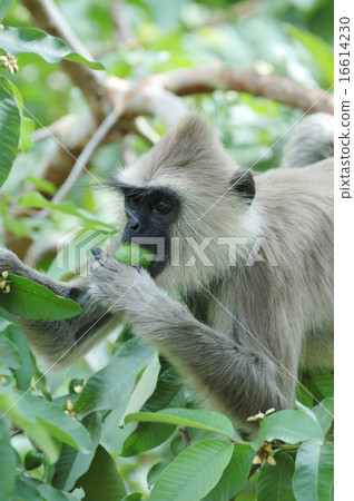 Monkey (Gray langur) eating a fruit,India,Asia 16614230