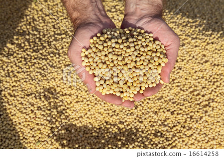 Soybean harvest, crop in farmers hands Soybean harvest, crop in farmers hands 16614258