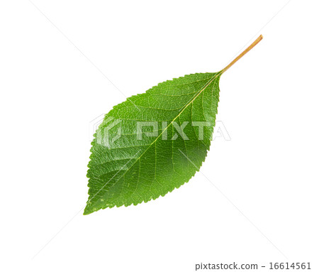 Single green leaf of cherry 16614561