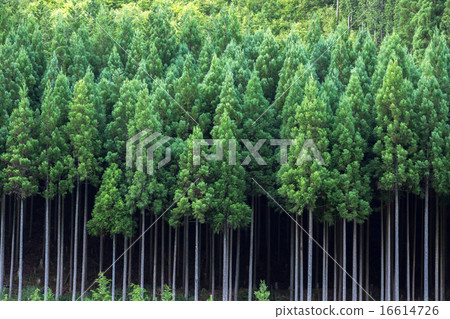 Kitayama cedar 16614726