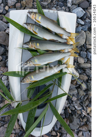 新鮮的新鮮ayu 新鮮的新鮮ayu 16614843