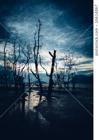 Muddy beach and dead forest 16614867