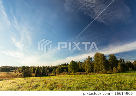 Tranquil grassland at sunrise 16614906