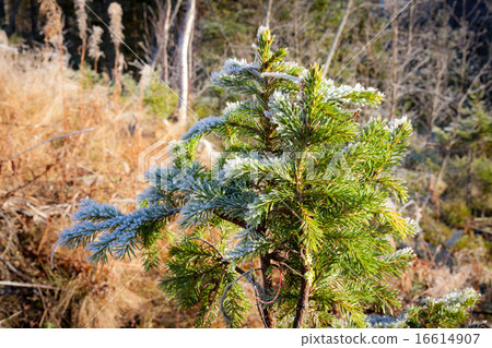 Half frozen small spruce Half frozen small spruce 16614907