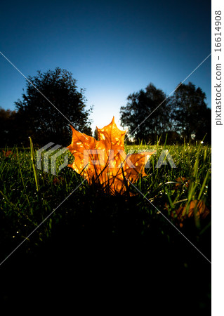 Maple leaf on grass illumited by sunrise light Maple leaf on grass illumited by sunrise light 16614908