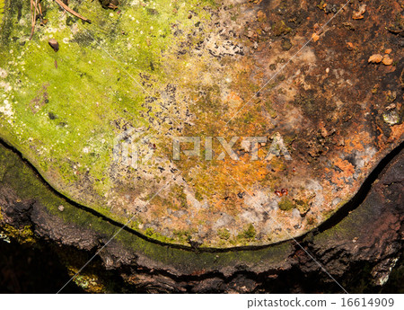 Details of tree stump Details of tree stump 16614909