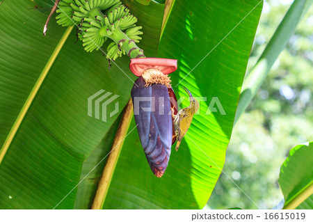 Streaked Spiderhunter bird 16615019