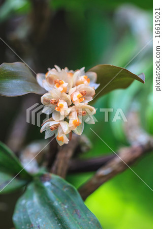 wild orchids in forest of Thailand 16615021