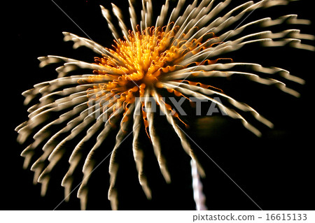 Funny fireworks photo 114 Funny fireworks photo 114 16615133