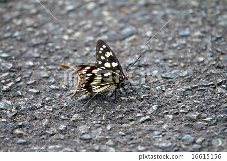 Gomadarago (sesame spider butterfly) Gomadarago (sesame spider butterfly) 16615156